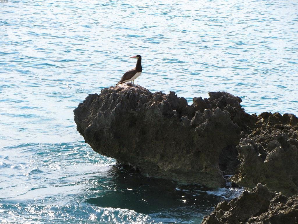 ការយល់ដឹងអំពីវប្បធម៍កាស៊ីណូ